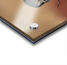 Northern Hawk Owl Acrylic print