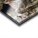 Western Screech Owl Acrylic print