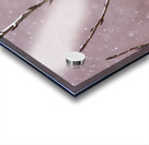 Northern Hawk Owl Acrylic print