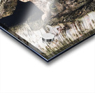 Western Screech Owl Acrylic print