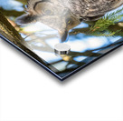 Great Horned Owl Acrylic print