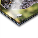 Great Gray Owlet Acrylic print