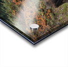 Bull Moose Acrylic print