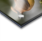 Cedar Waxwing Acrylic print