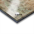 Coyote Acrylic print