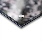 American Pika Acrylic print