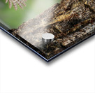 Northern Pygmy Owl Acrylic print