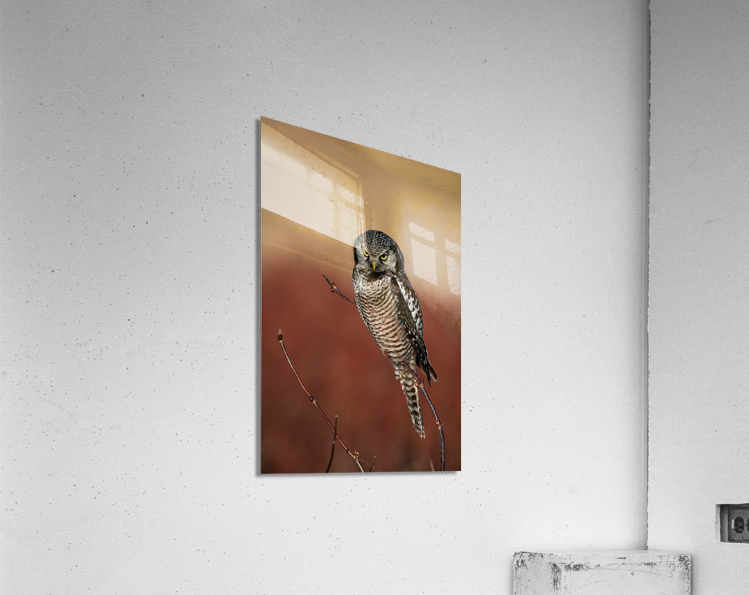 Northern Hawk Owl Acrylic Print