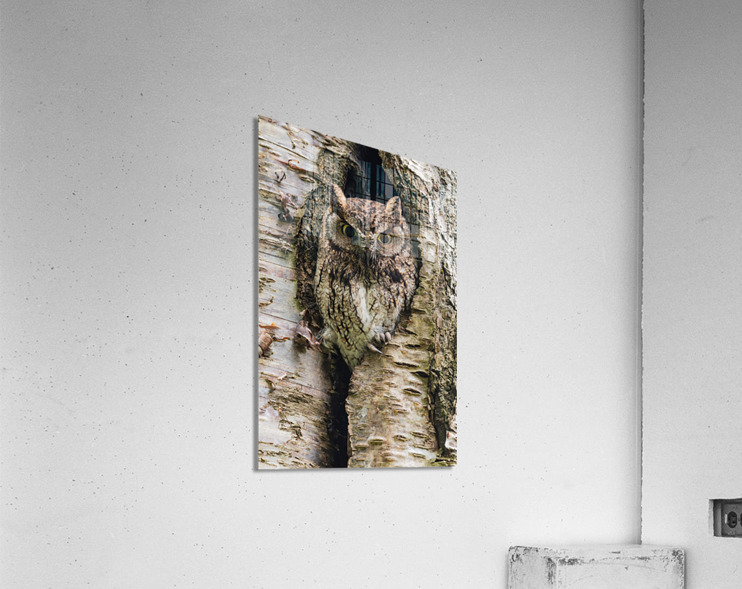 Western Screech Owl Acrylic Print