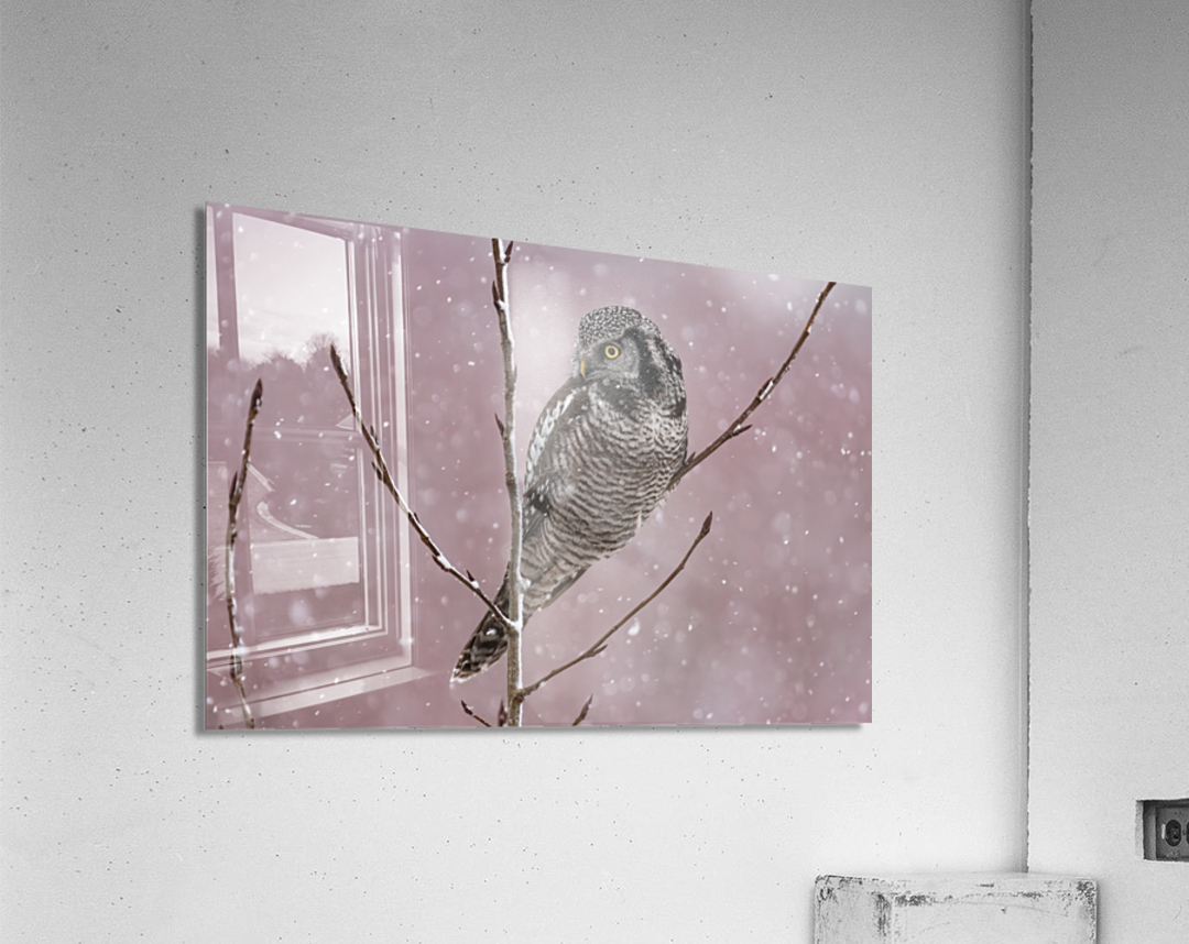 Northern Hawk Owl Acrylic Print