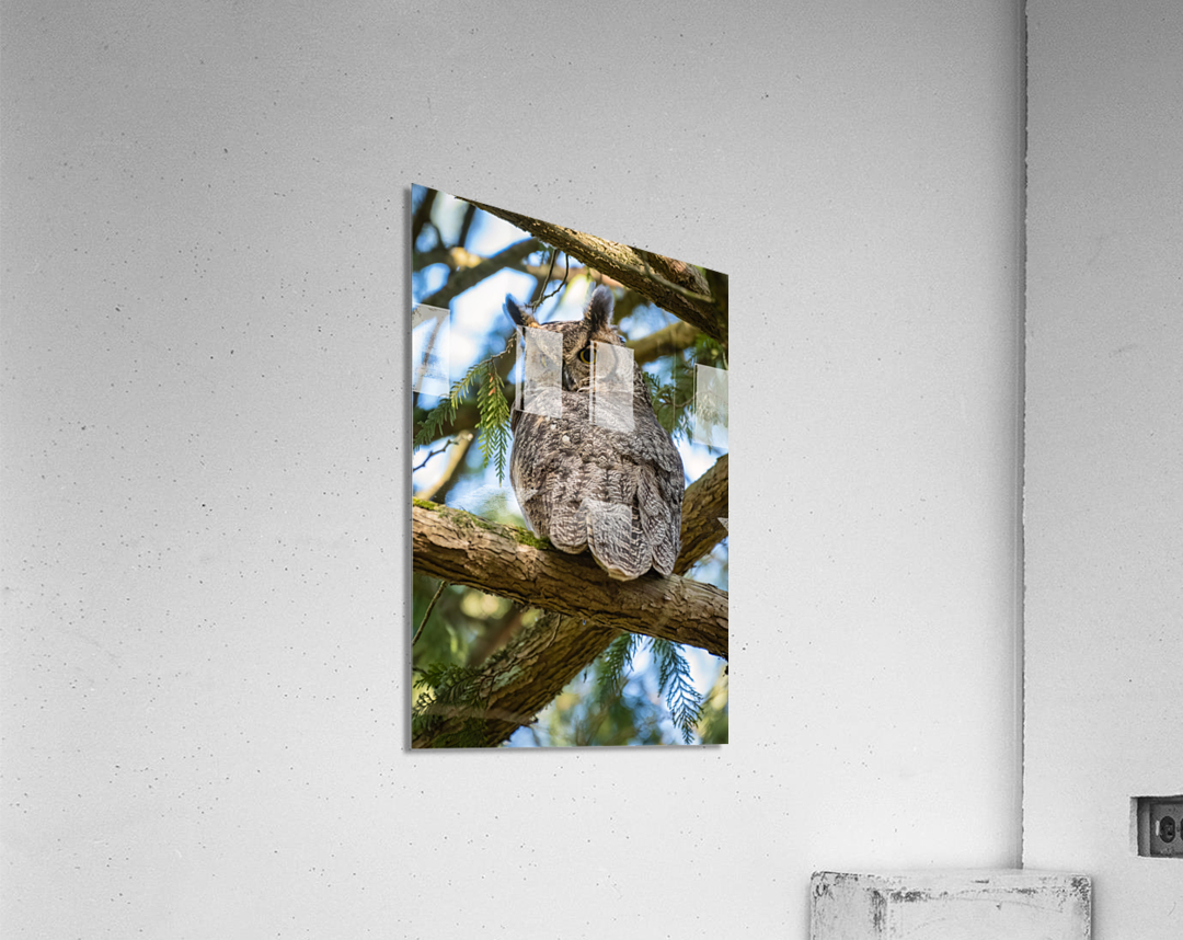 Great Horned Owl Acrylic Print