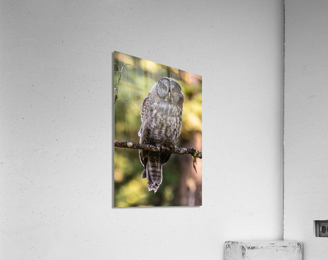 Great Gray Owlet Acrylic Print