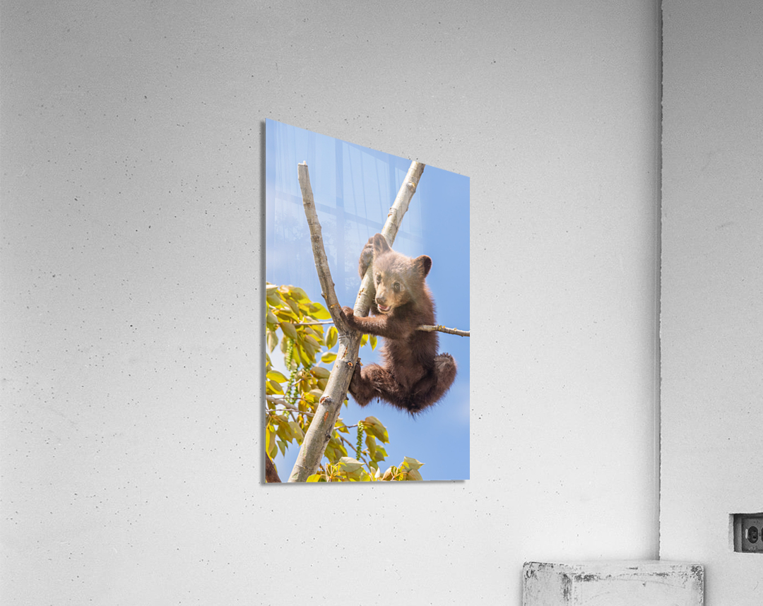 Black Bear Cub Acrylic Print