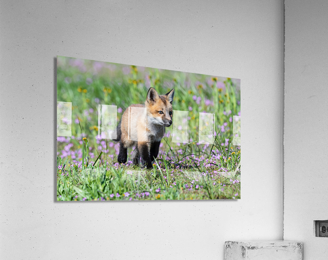 Red Fox Kit Acrylic Print