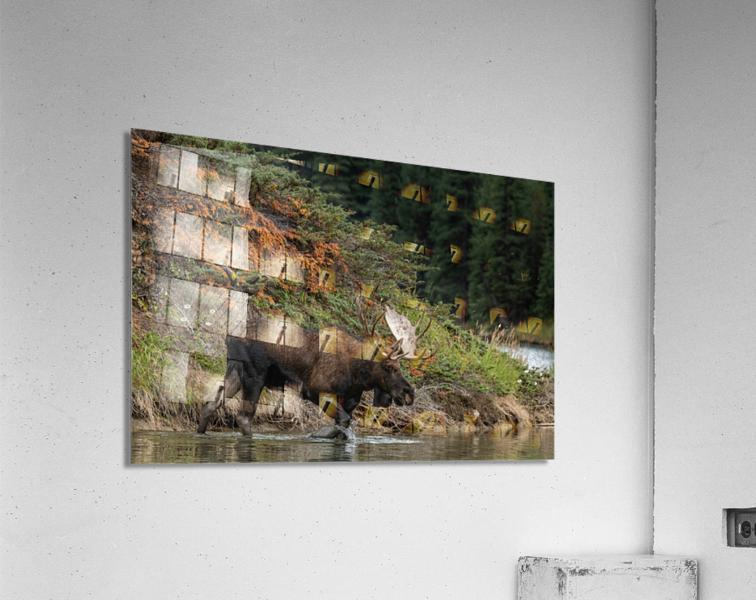 Bull Moose Acrylic Print