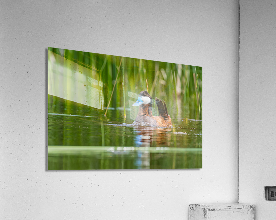 Male Ruddy Duck Acrylic Print
