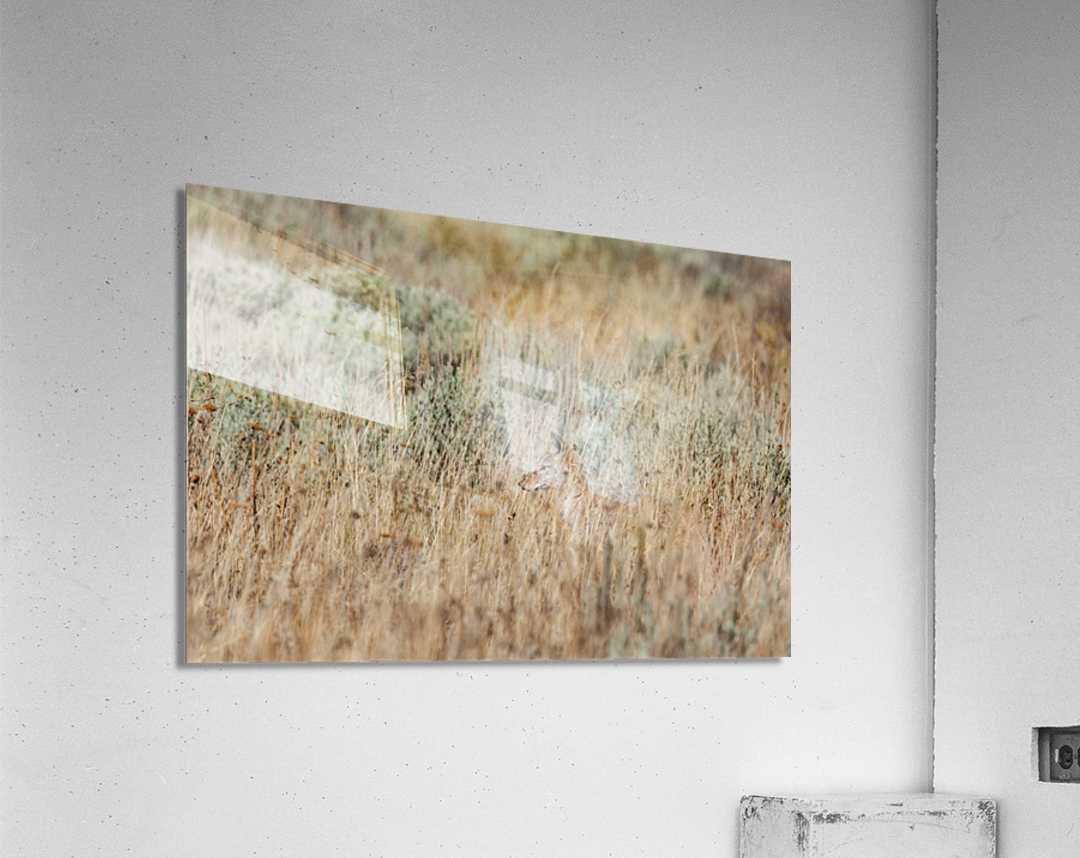 Coyote Acrylic Print