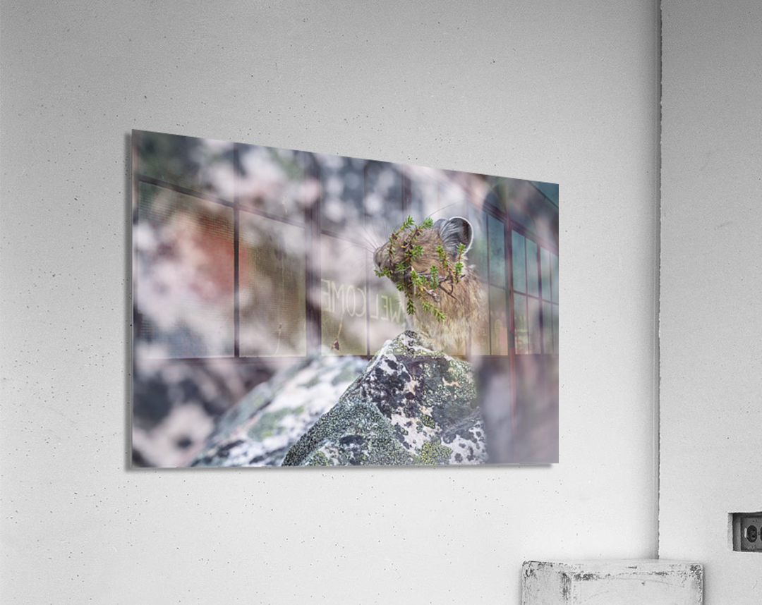 American Pika Acrylic Print