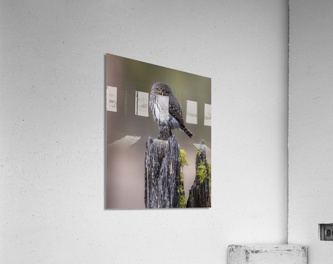Northern Pygmy Owl Acrylic Print