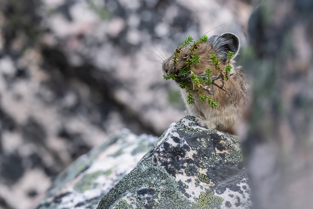 Impression de cadre personnalisé