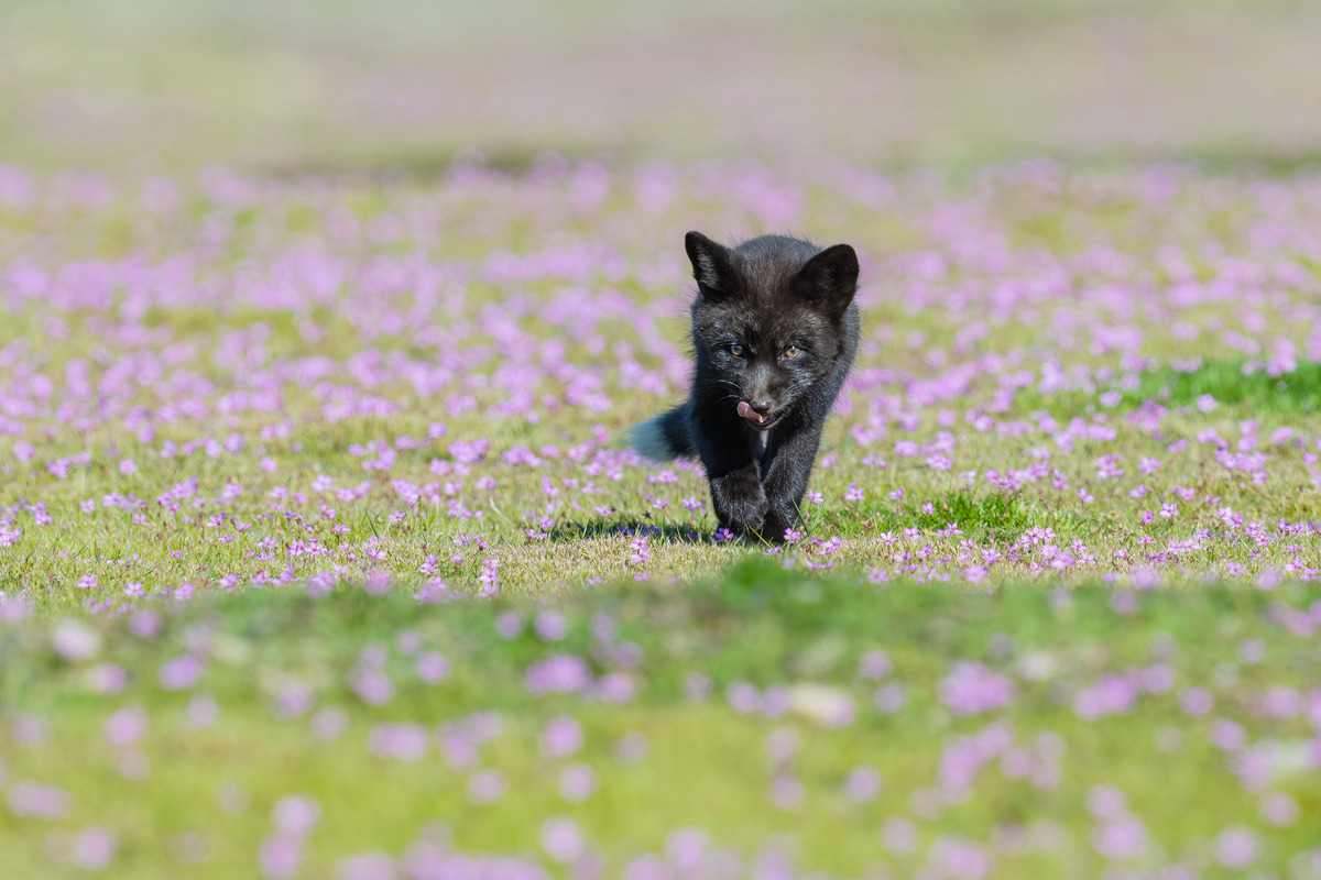 Impression de cadre personnalisé