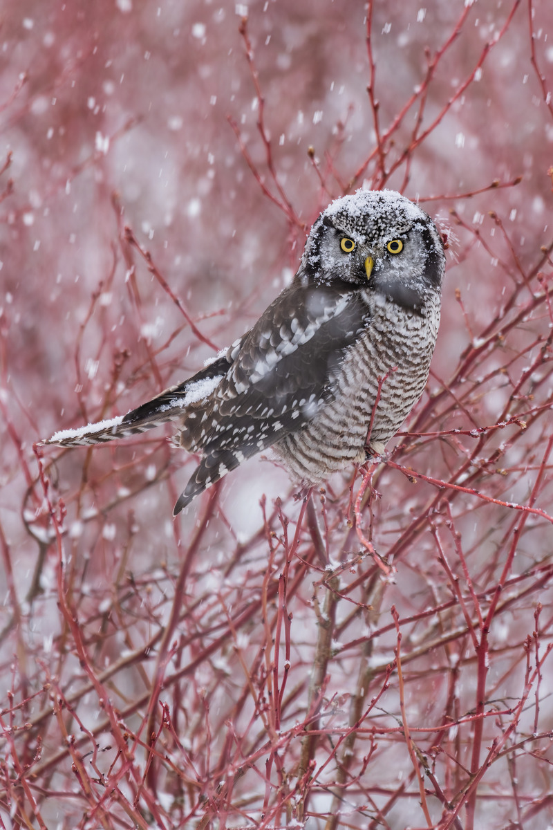 Impression de cadre personnalisé
