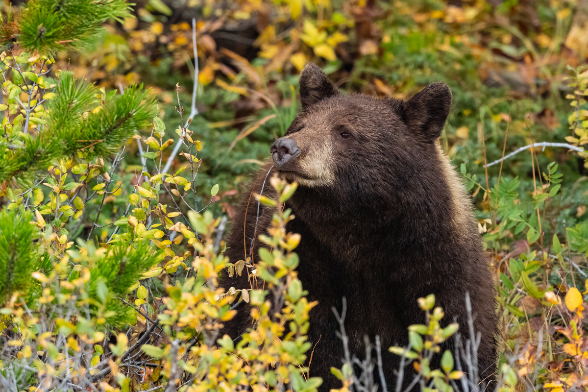 Impression de cadre personnalisé