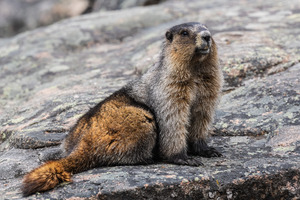Hoary Marmot