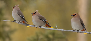 Bohemian Waxwings