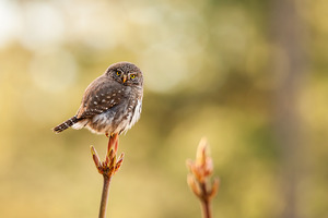 Northern Pygmy Owl