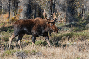 Bull Moose
