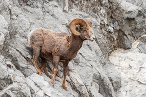 Bighorn Ram
