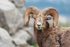 Bighorn Ram