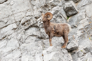 Bighorn Ram