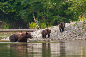 Grizzly Sow with Cubs