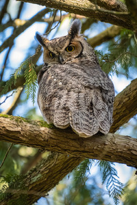 Great Horned Owl