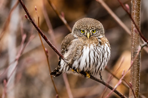 Northern Pygmy Owl