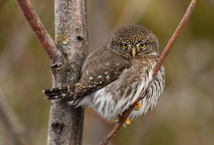 Northern Pygmy Owl