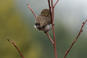 Northern Pygmy Owl