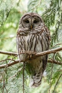 Barred Owl
