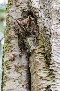 Western Screech Owl