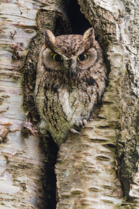 Western Screech Owl