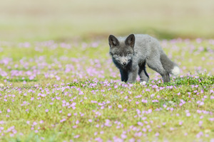 Red Fox Kit