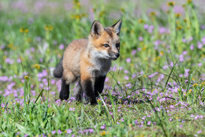 Red Fox Kit