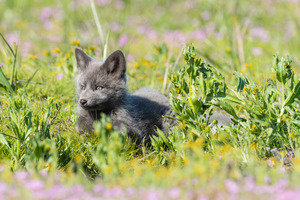 Red Fox Kit