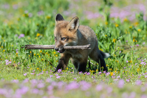 Red Fox Kit