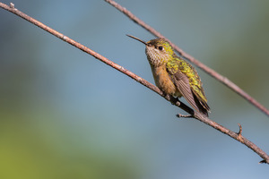 Female Calliope Hummingbird