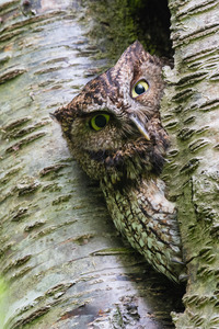 Western Screech Owl