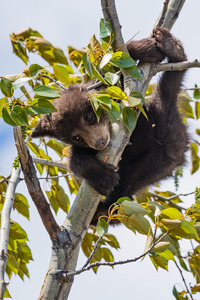 Black Bear Cub