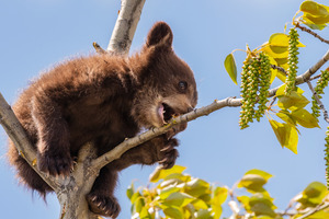 Black Bear Cub
